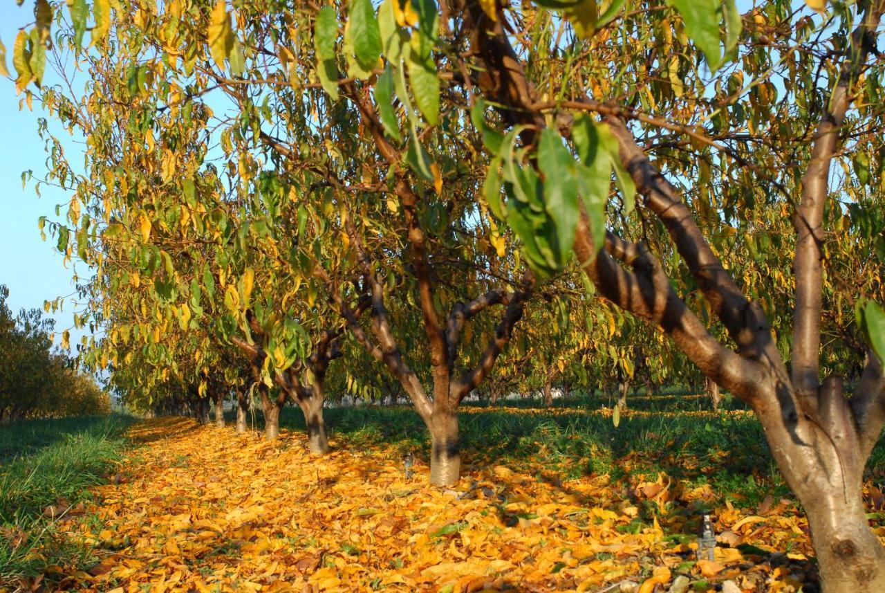 Gite Le Cerisier Via Rhona Dolce Via La Voulte-sur-Rhone エクステリア 写真